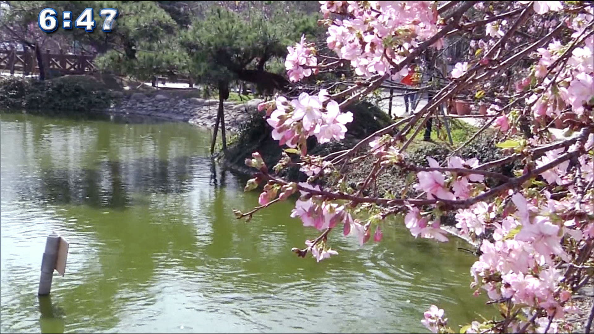 わんさか台わん 旧正月の風景