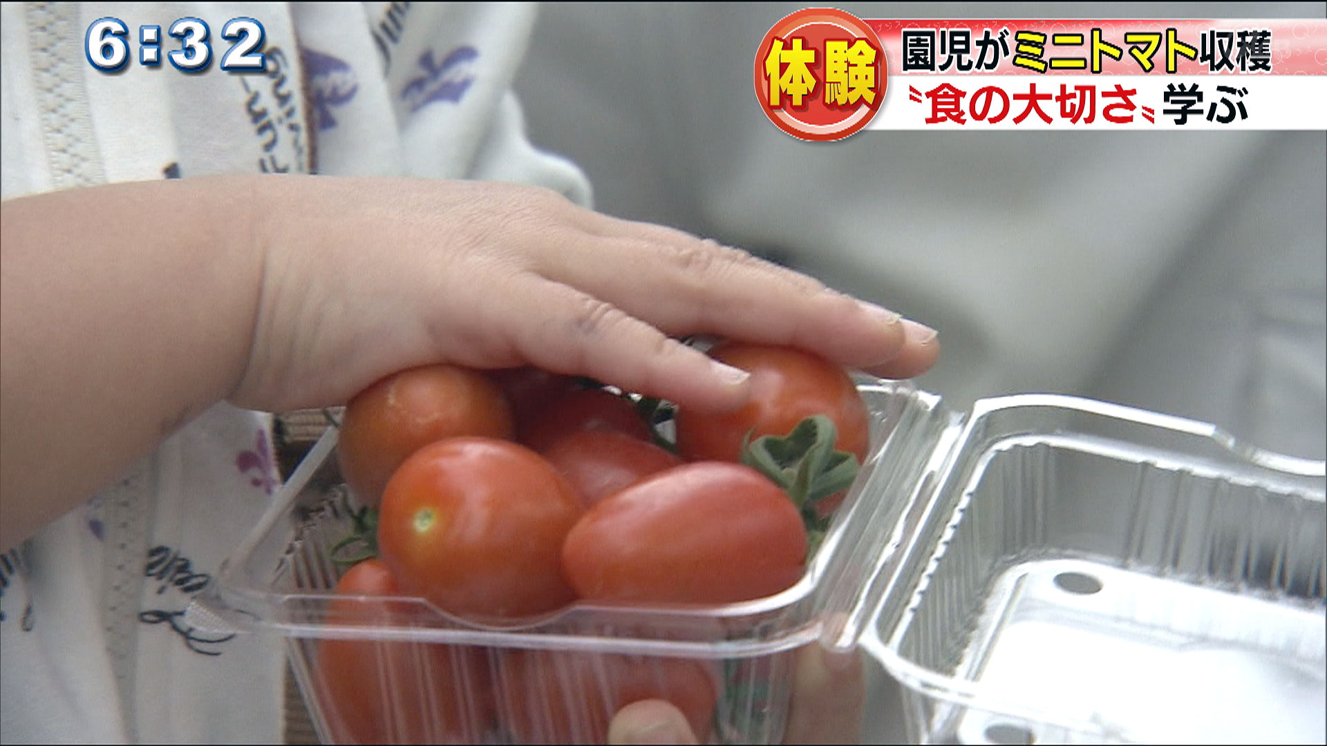 園児たちがミニトマト収穫体験