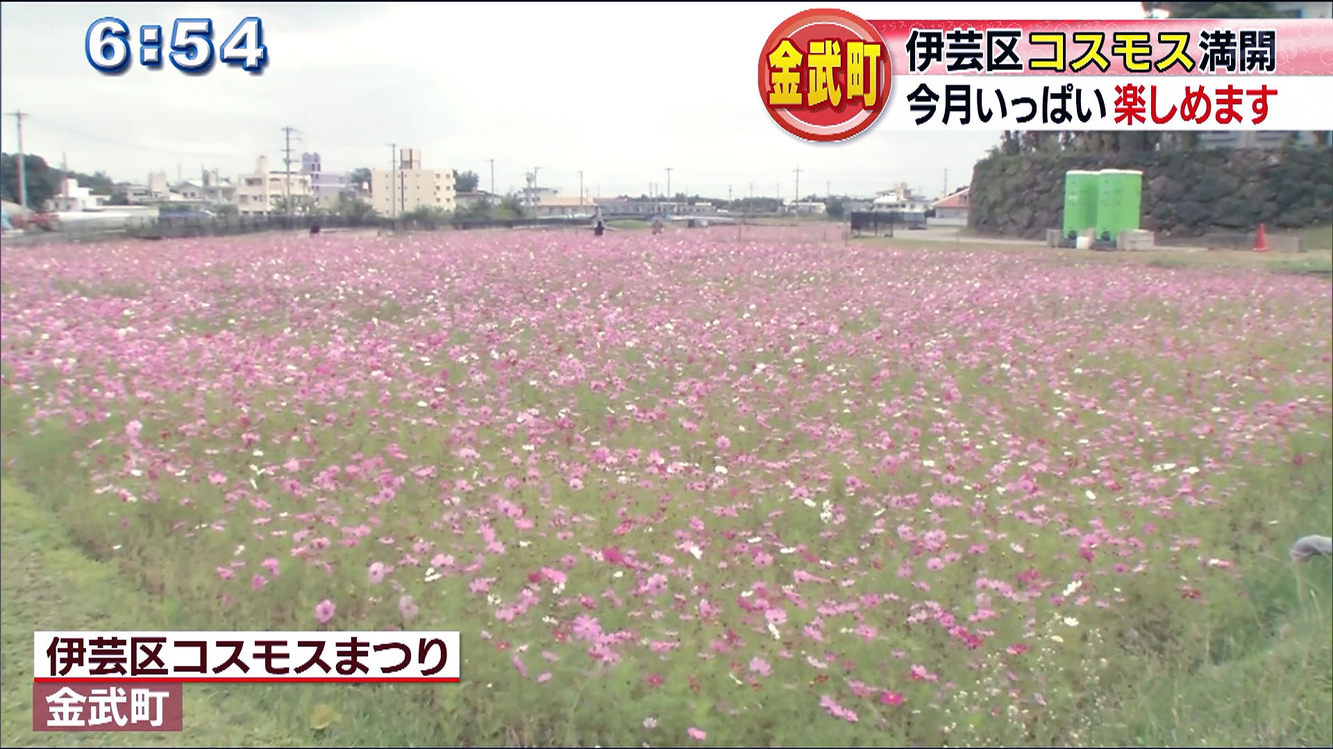 金武町でコスモス満開