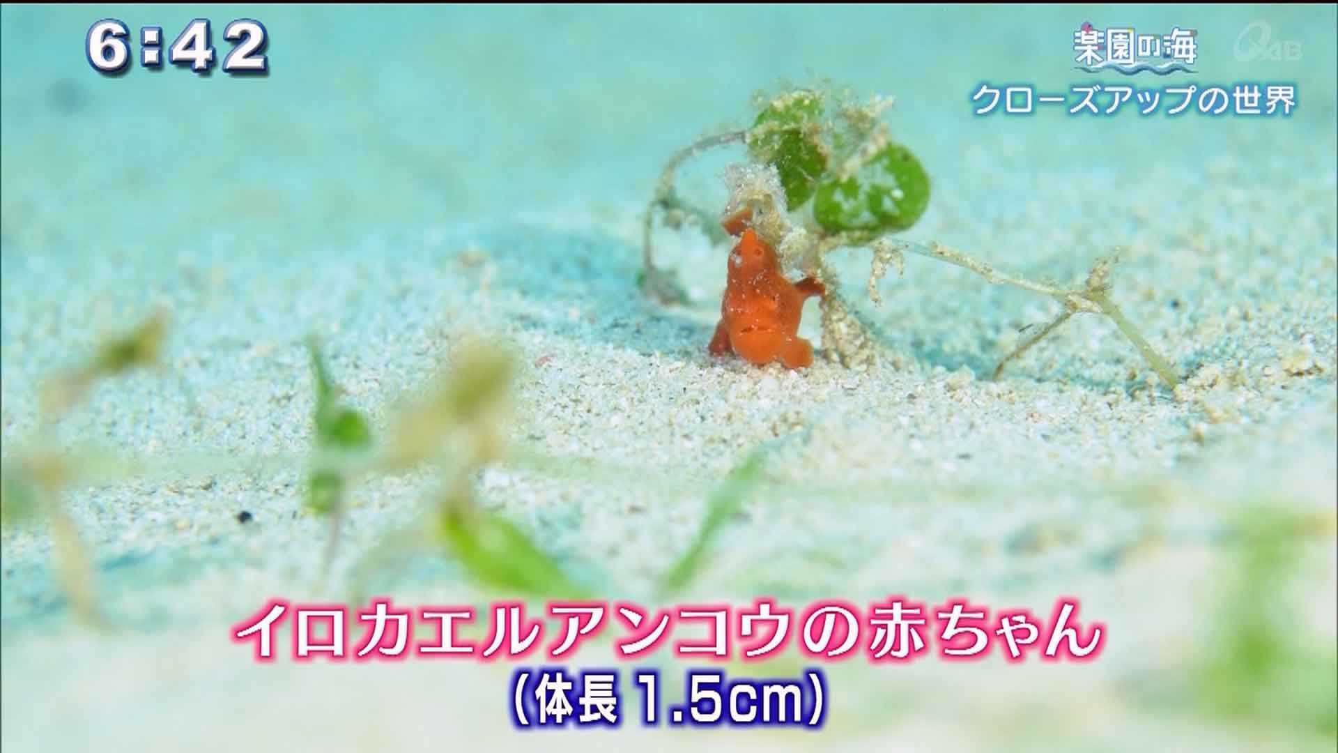 楽園の海 クローズアップの世界