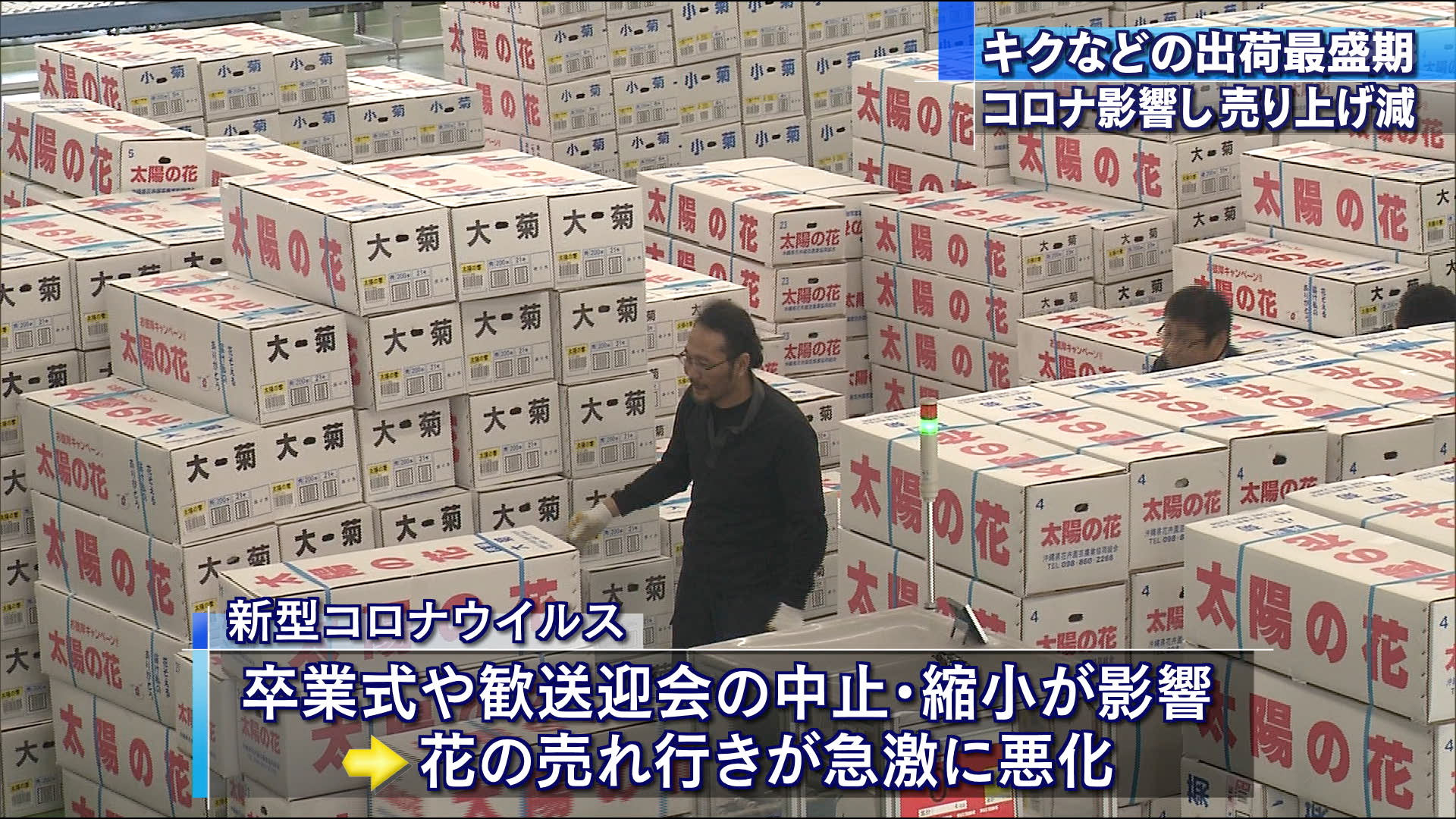 県産キク春彼岸にむけ出荷ピーク