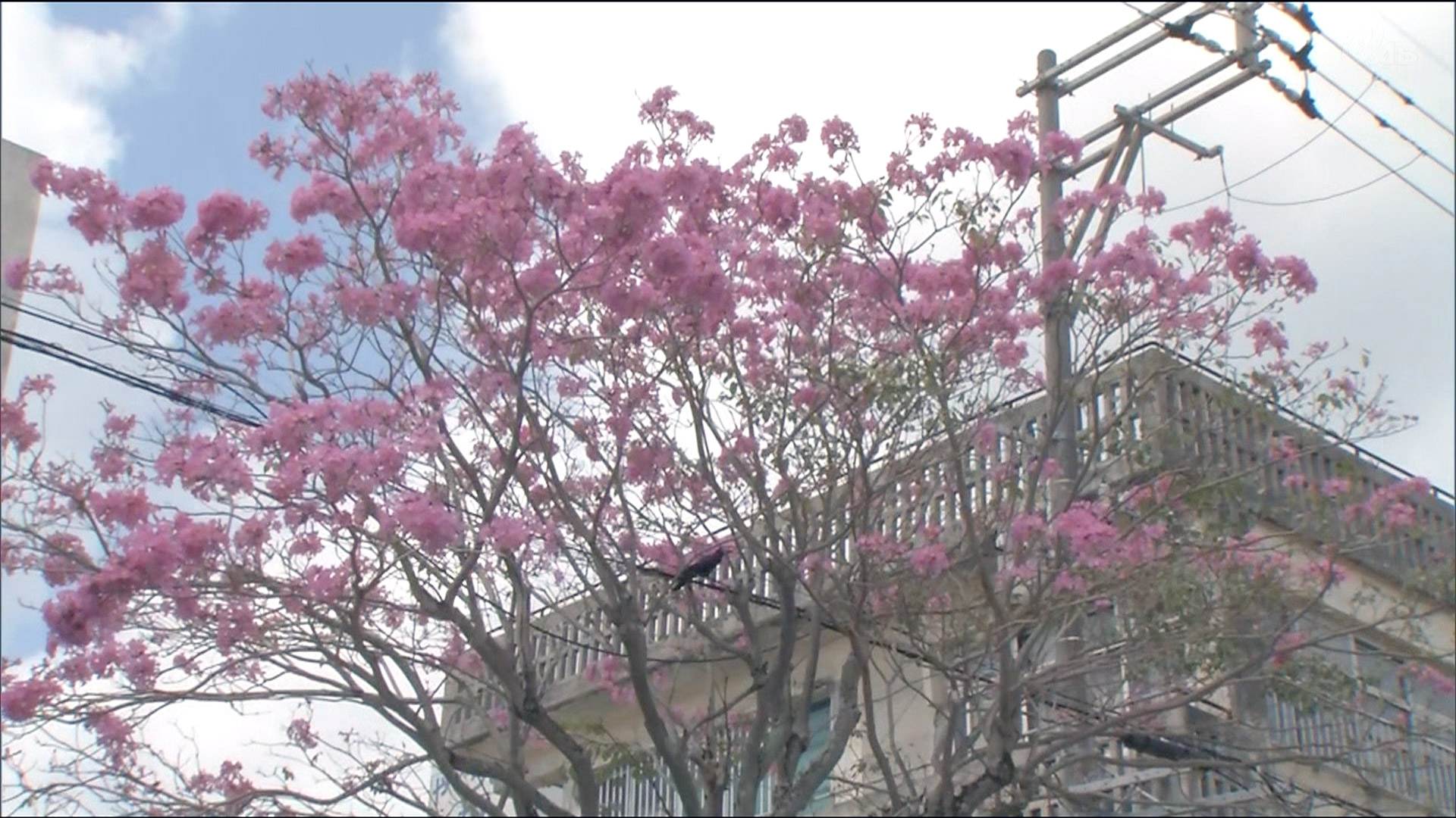 名護の街中にピンクの「イペー」