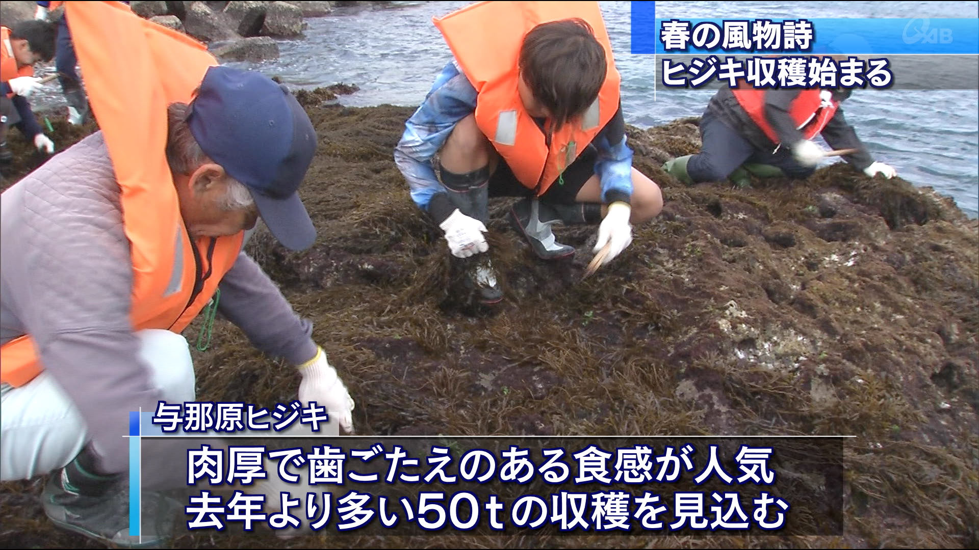 与那原町の特産・ひじき　収穫始まる