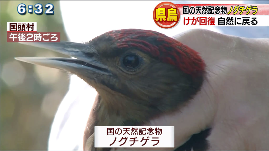 けがで保護されていた雄のノグチゲラを放鳥