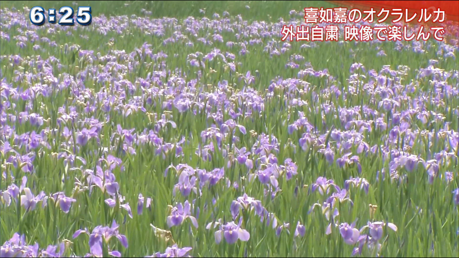 オクラレルカの花咲くも・・週末は自粛要請