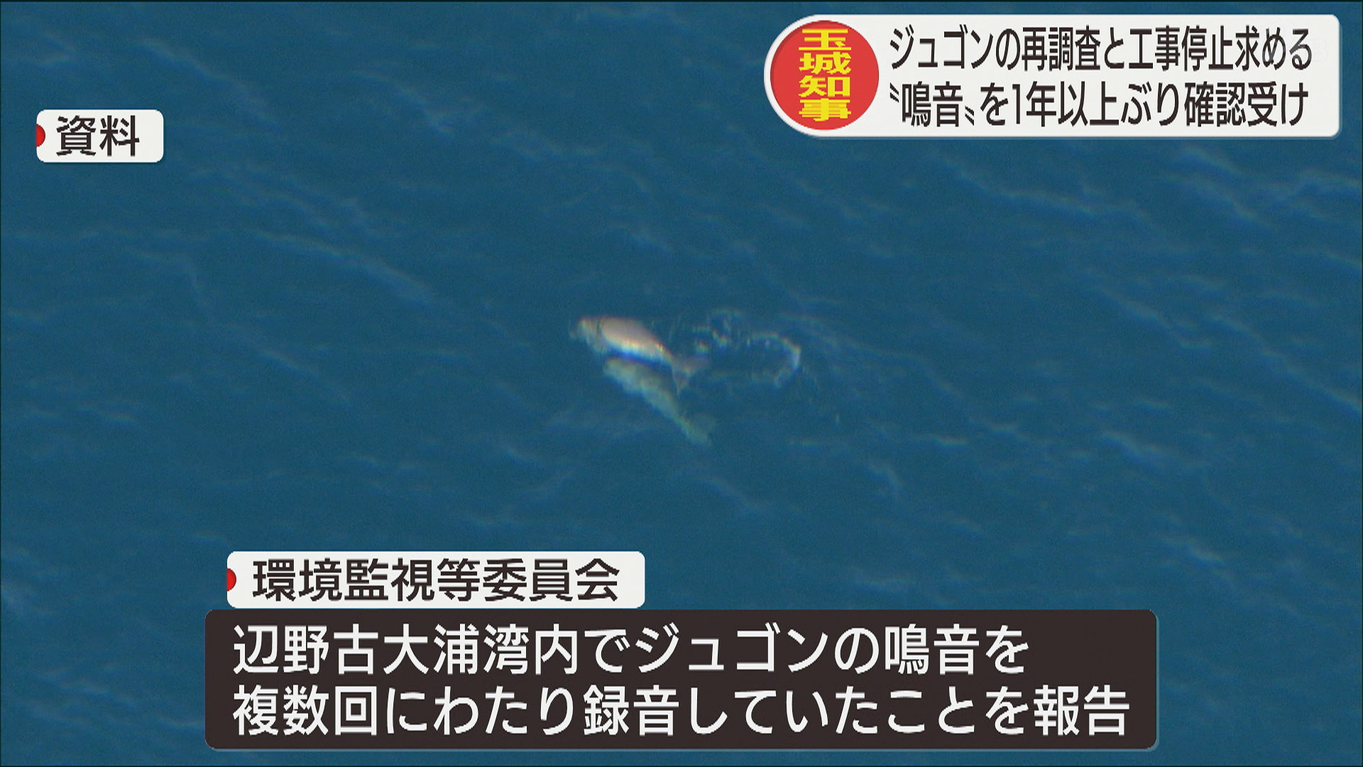 知事ジュゴンの再調査と工事の停止求める