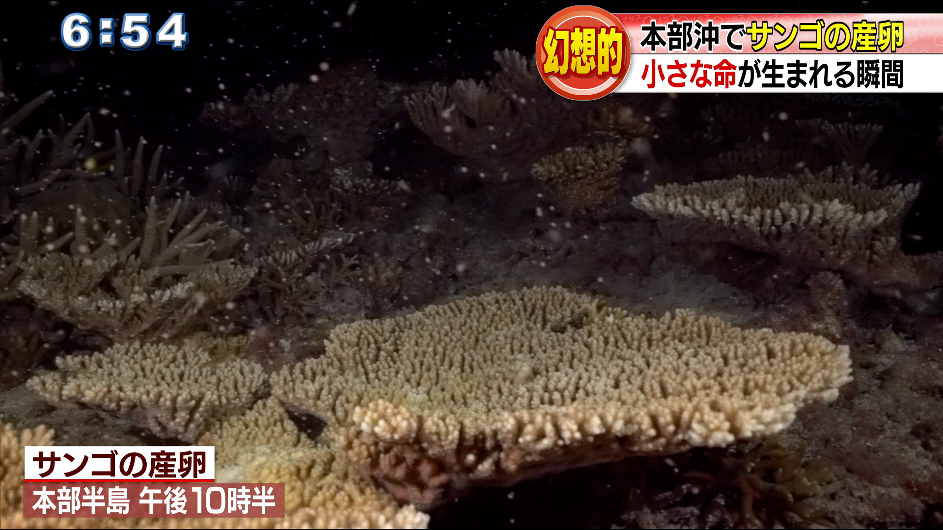 本部半島沖でサンゴの産卵
