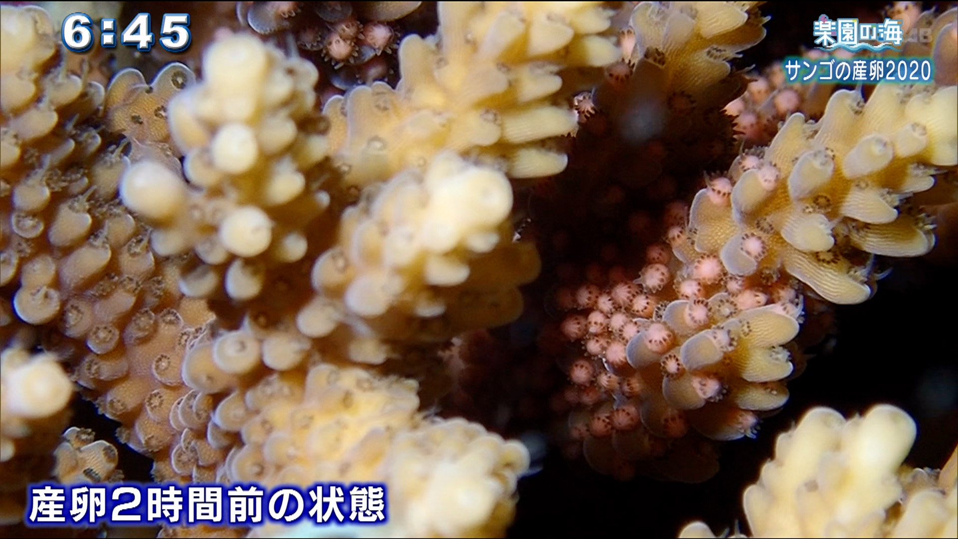 楽園の海 サンゴの産卵2020