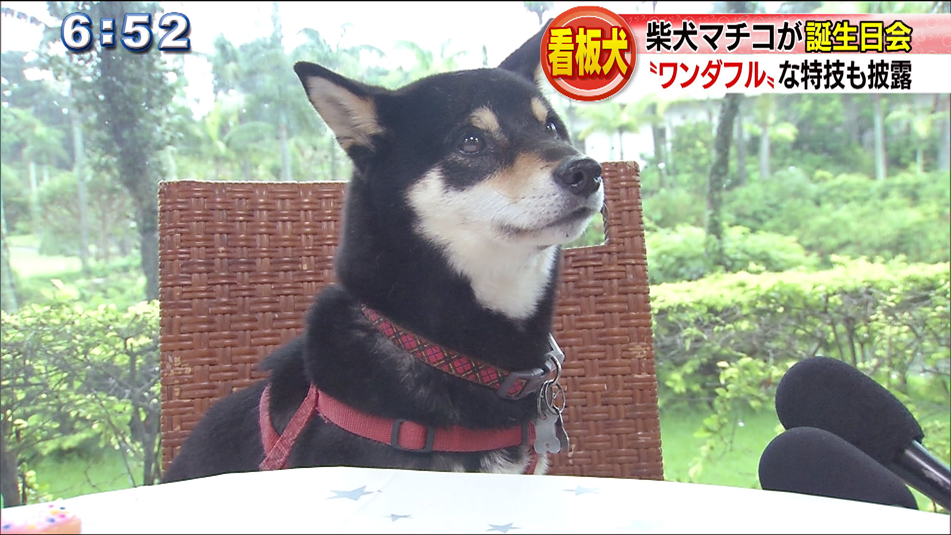 看板犬マチコが誕生日会