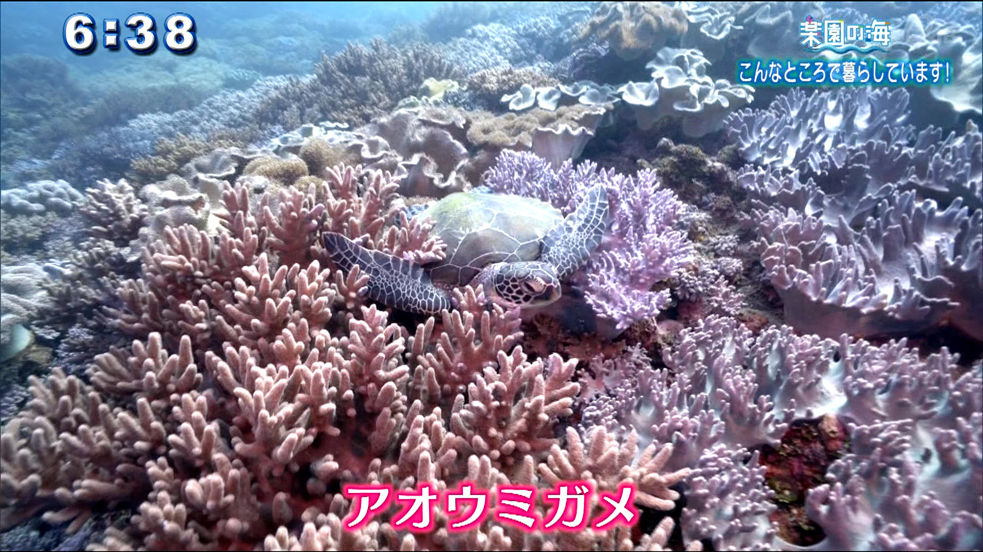 楽園の海 こんなところで暮らしています！