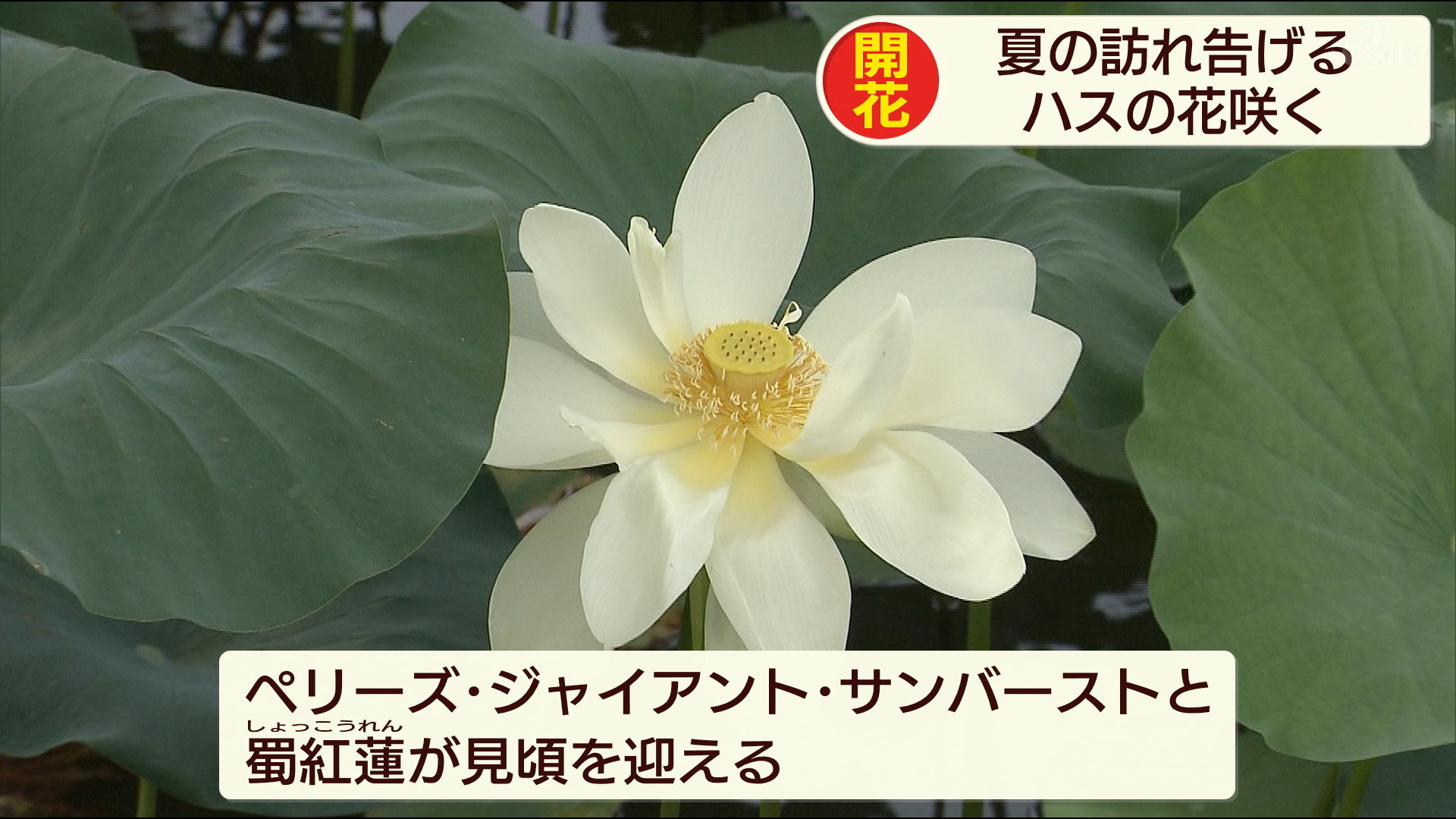 東南植物楽園で蓮・睡蓮が見頃を迎える