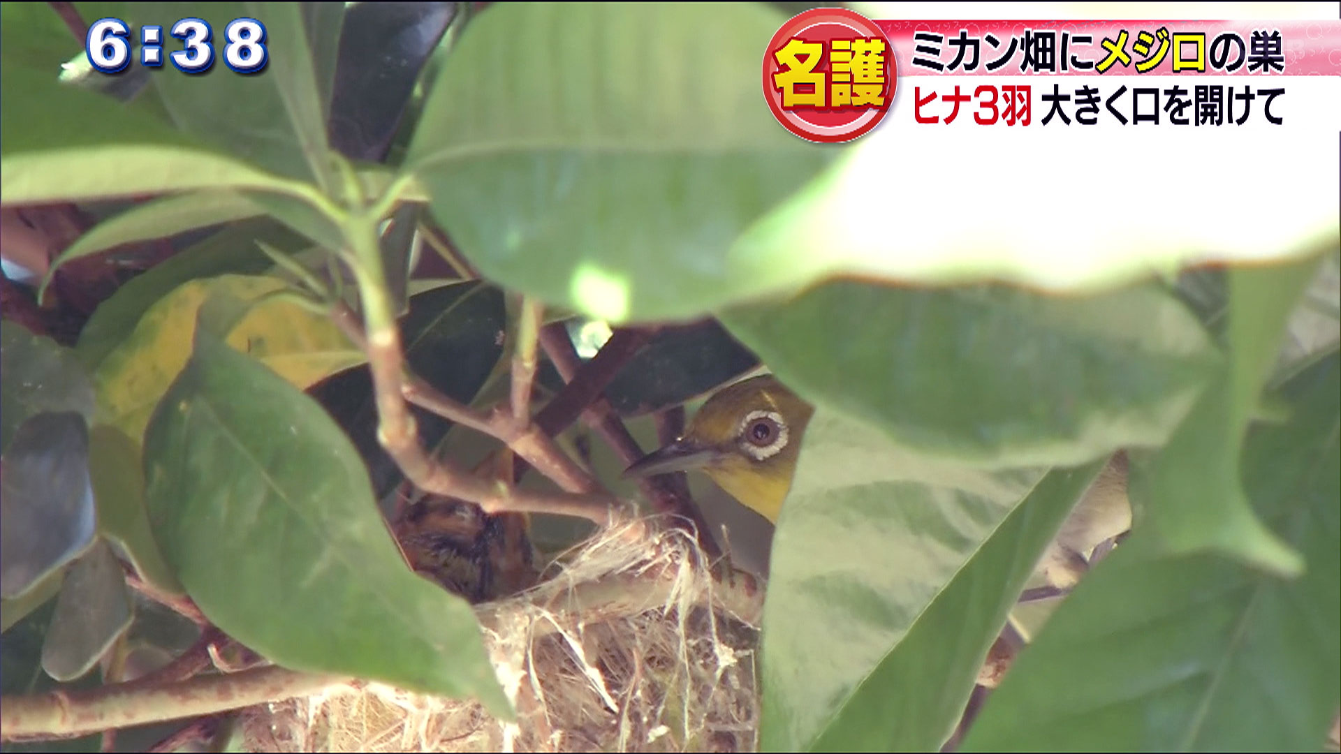 ミカン畑の防風林にメジロの巣