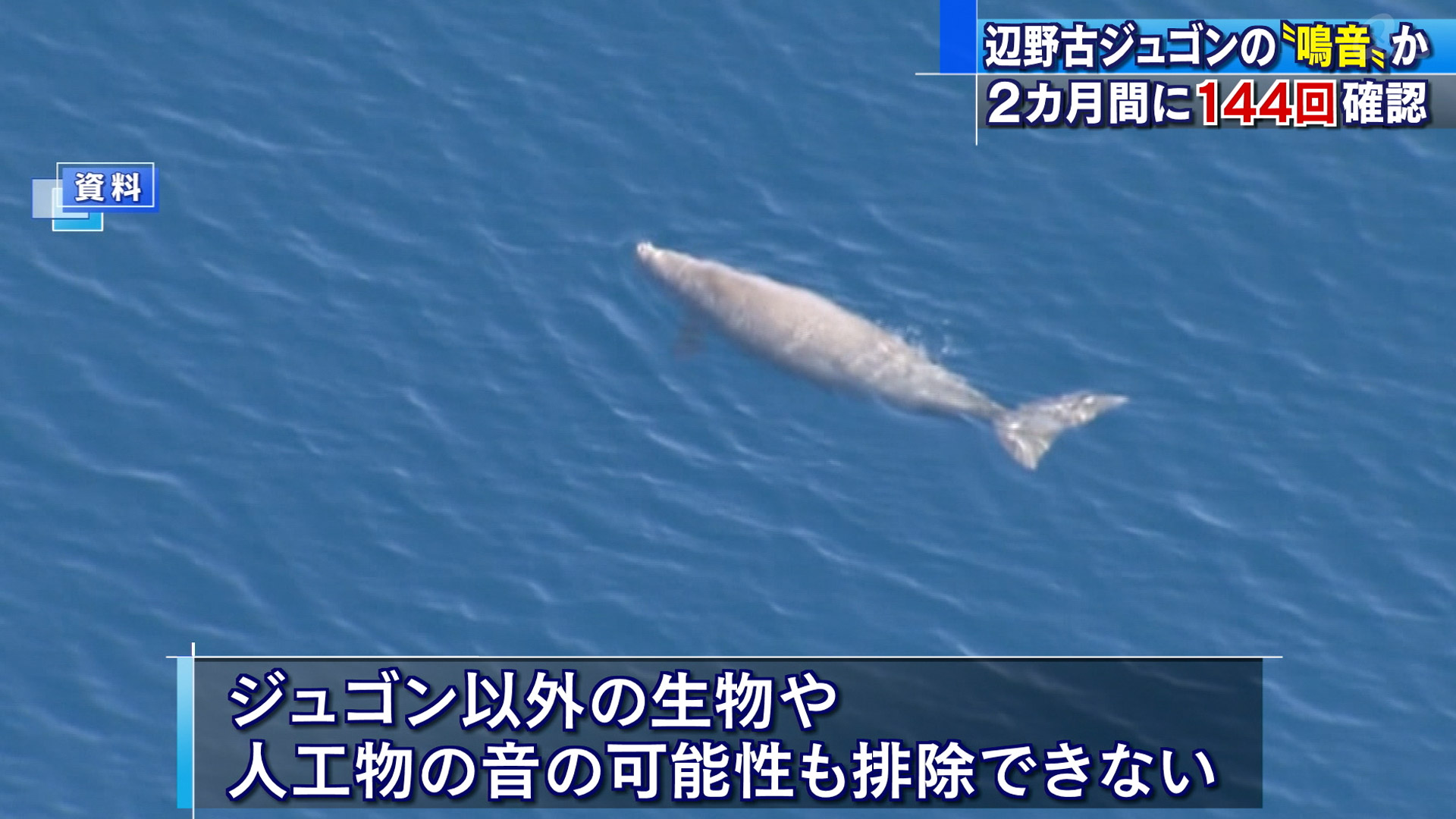 辺野古周辺海域でジュゴンの鳴き声？144回確認