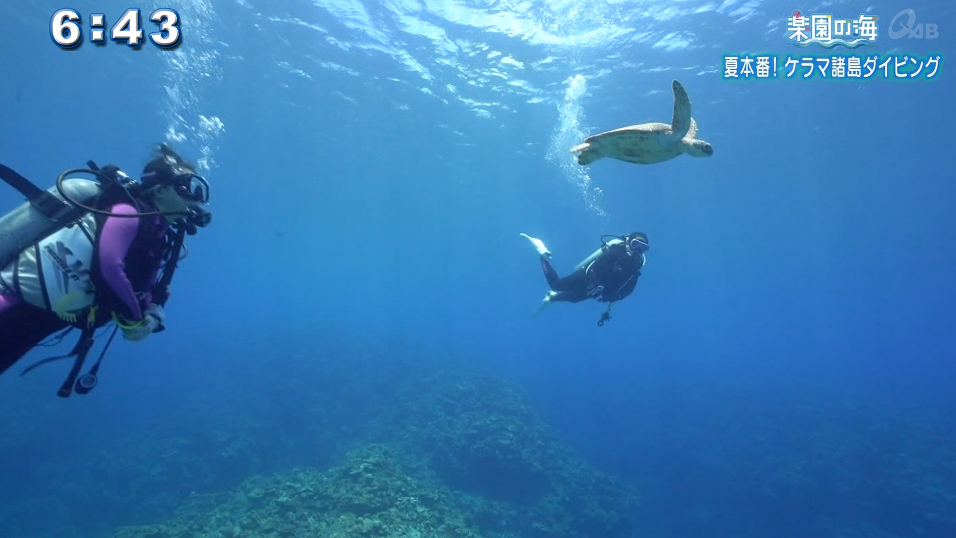 楽園の海 夏本番！ケラマ諸島ダイビング