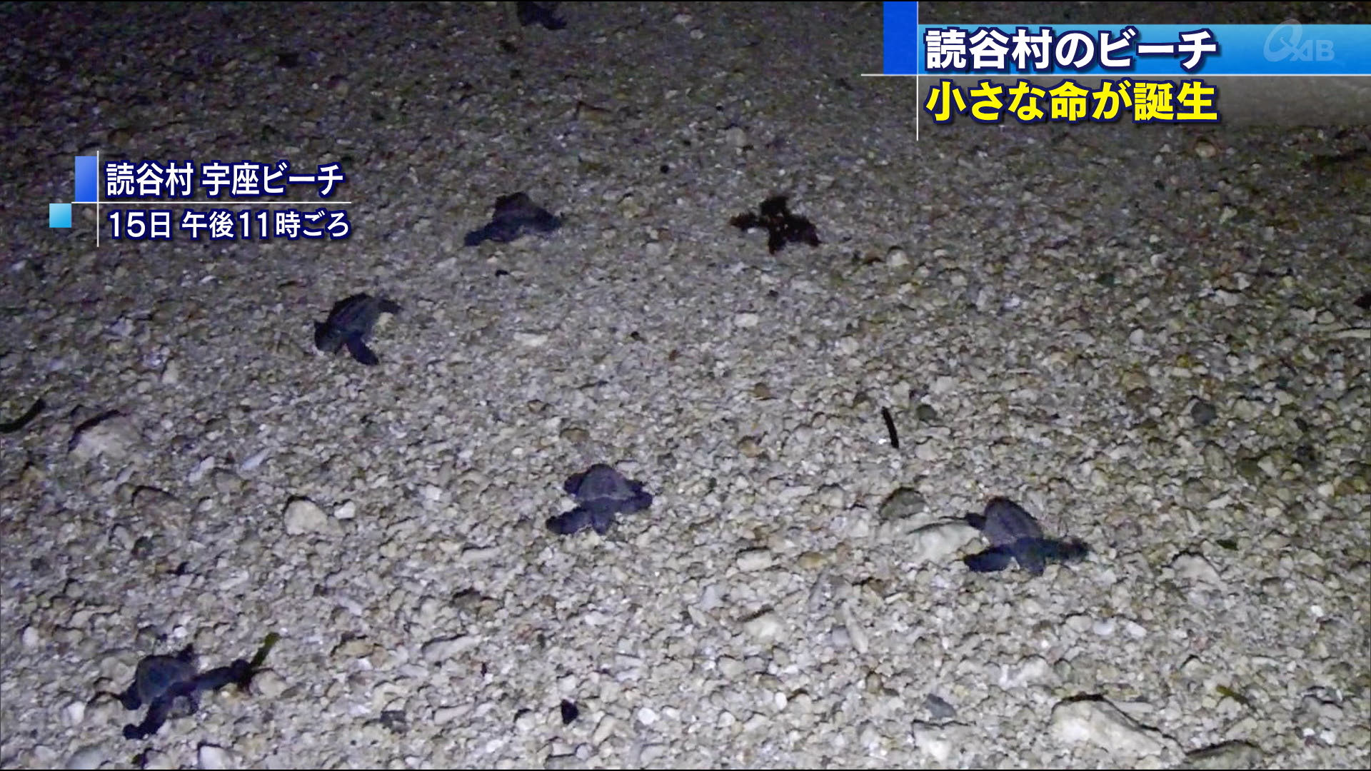 同じ夜に アオウミガメの「ふ化と産卵」を撮影