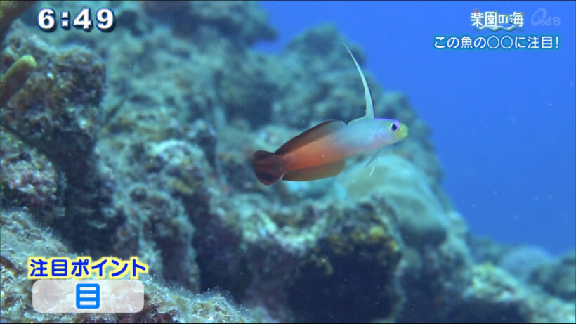 楽園の海 この魚の〇〇に注目！！