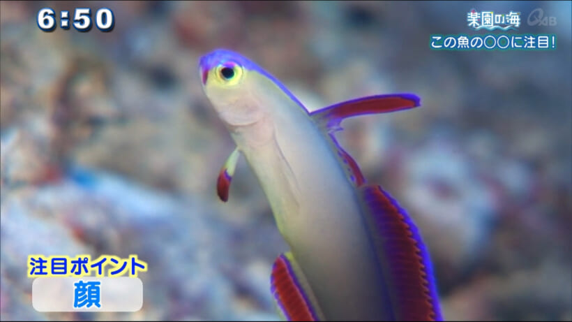 楽園の海 この魚の〇〇に注目！！