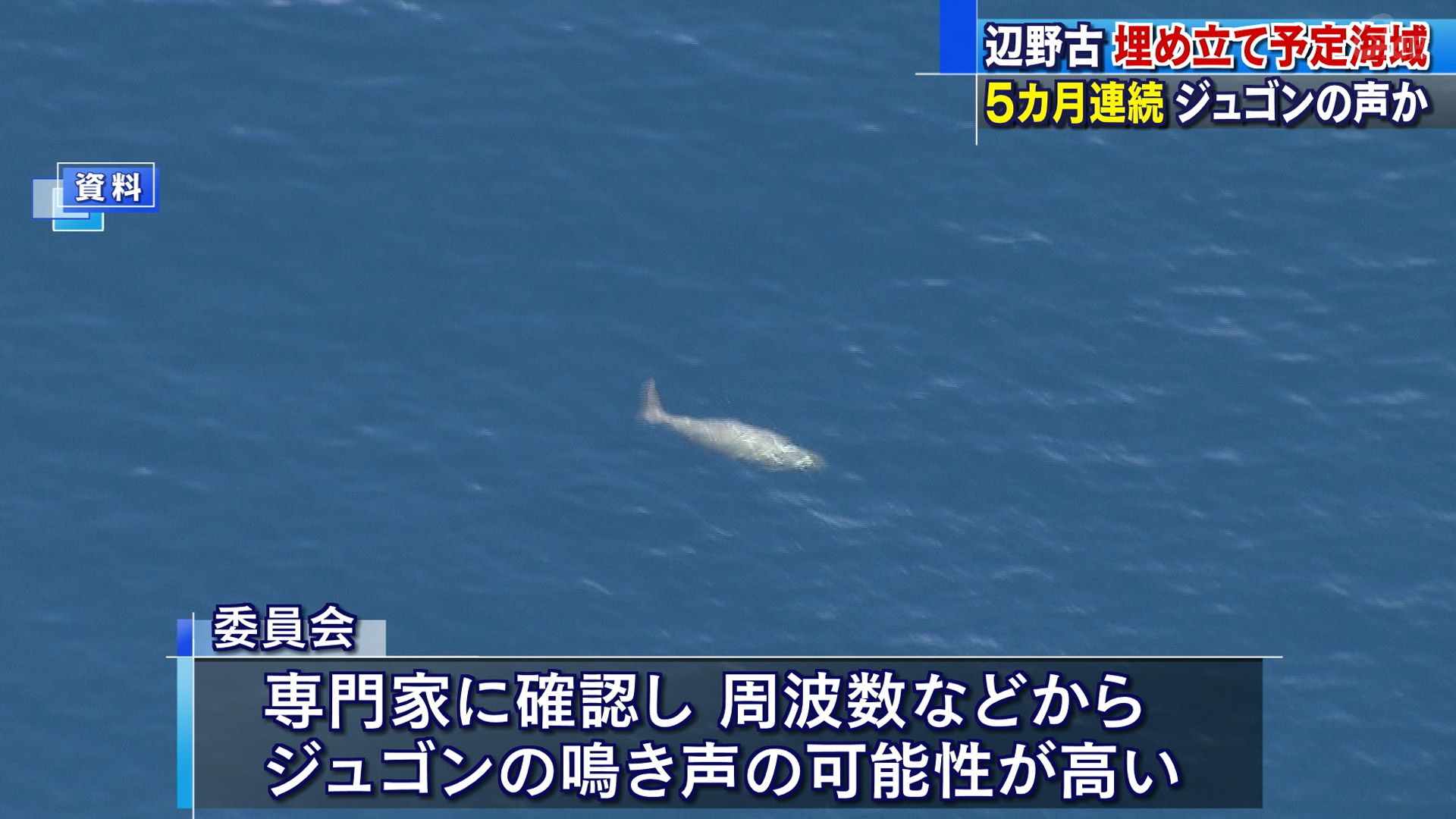 辺野古埋め立て海域周辺でジュゴンの鳴き声か