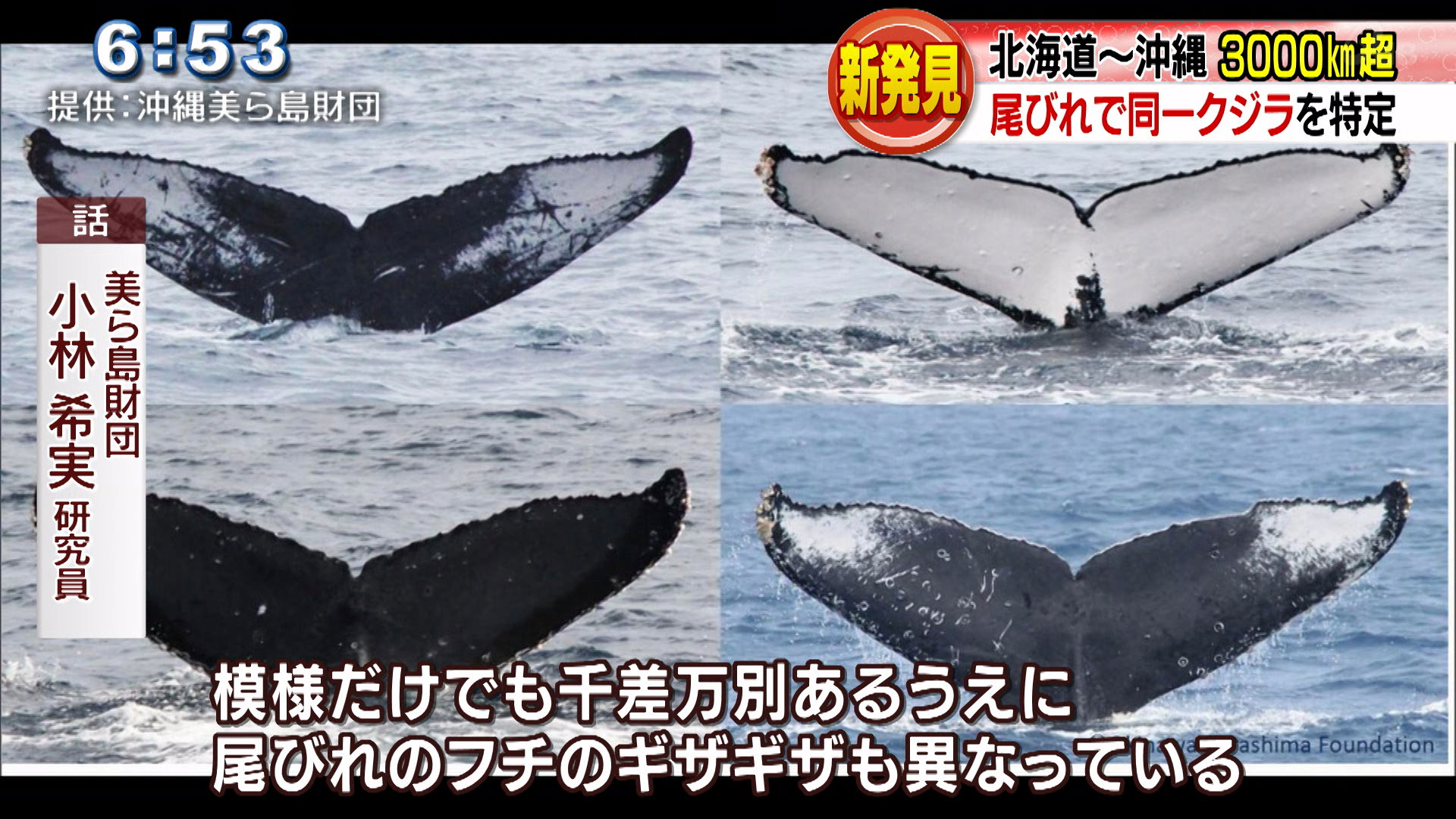 ザトウクジラの回遊ルートで新発見！