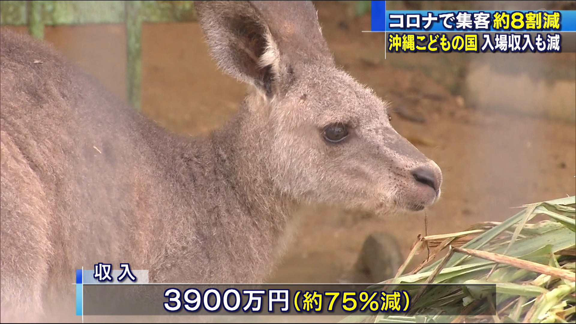 沖縄こどもの国　コロナで集客約８割減少