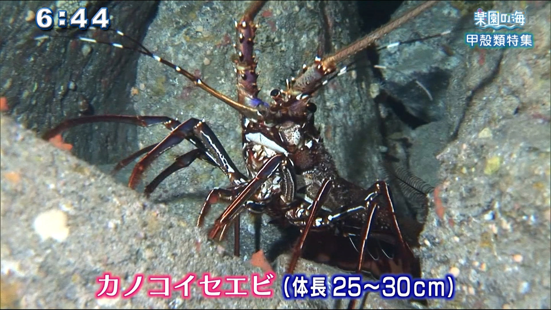 楽園の海 甲殻類特集