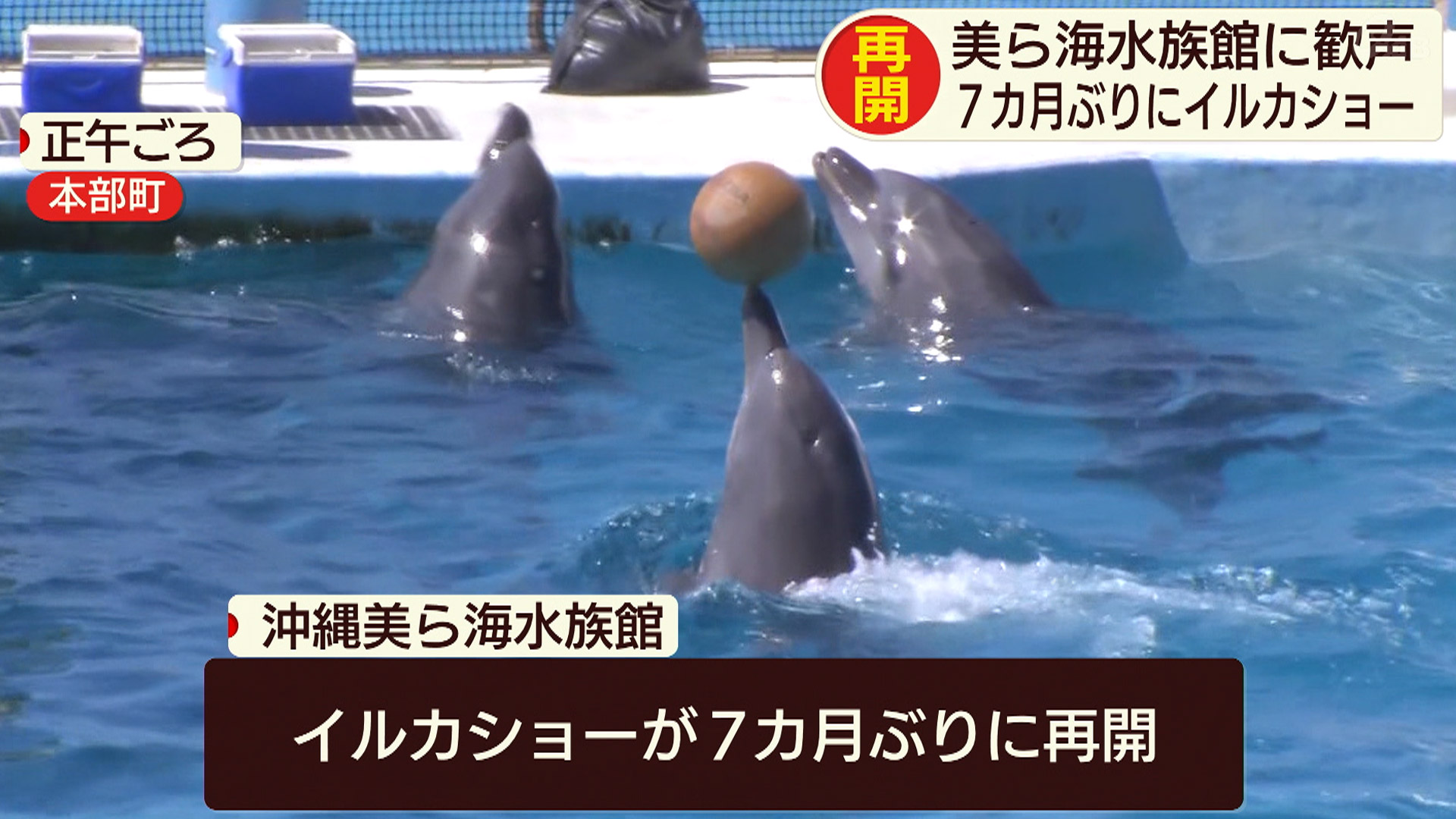 美ら海水族館で7カ月ぶりにイルカショー再開