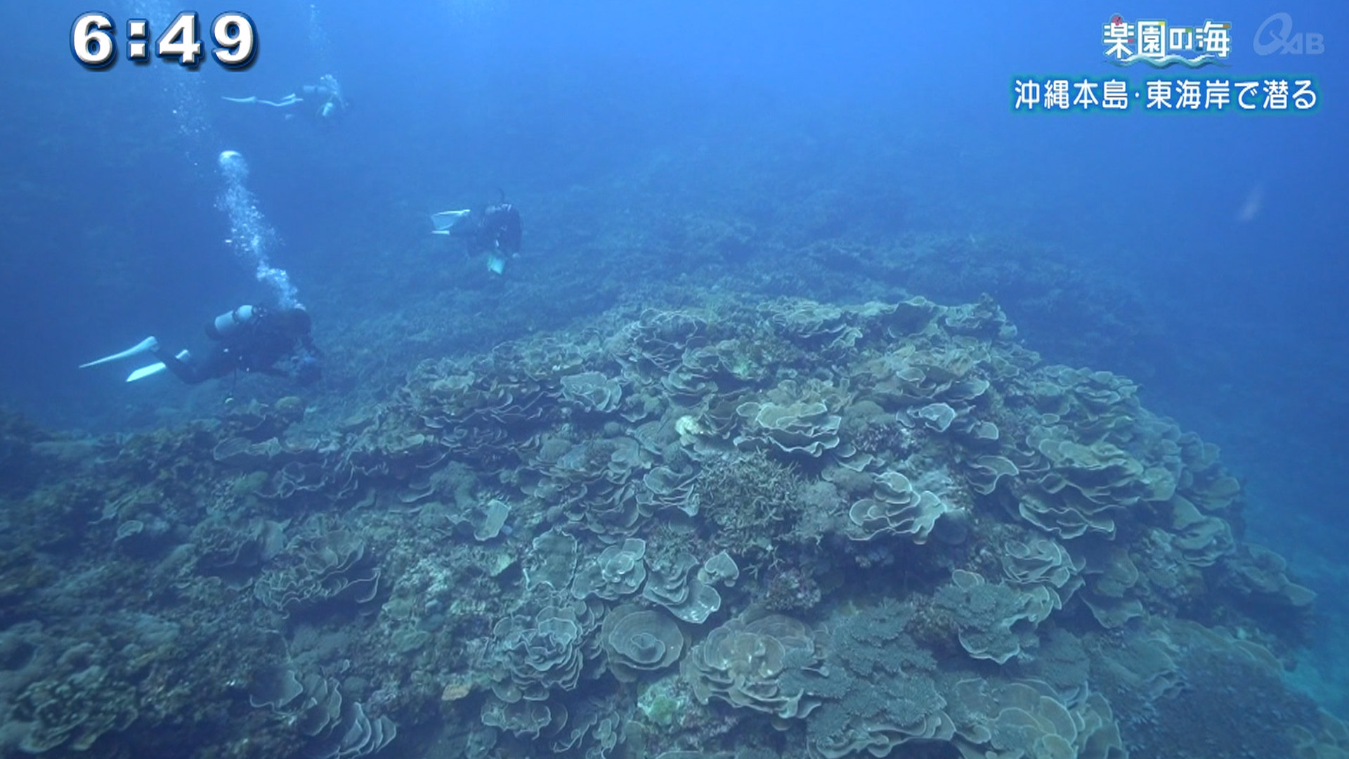 楽園の海 沖縄本島・東海岸で潜る