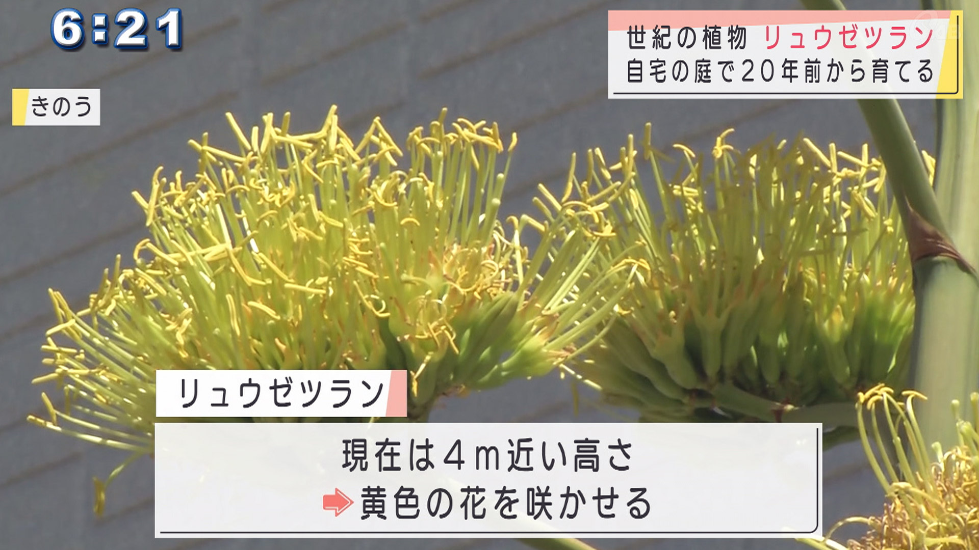 数十年に一度 リュウゼツラン開花