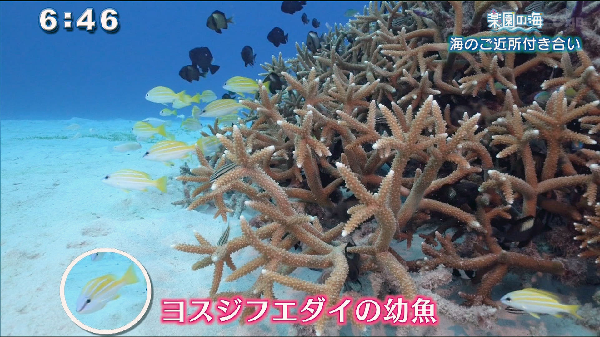 楽園の海 ～海のご近所付き合い～