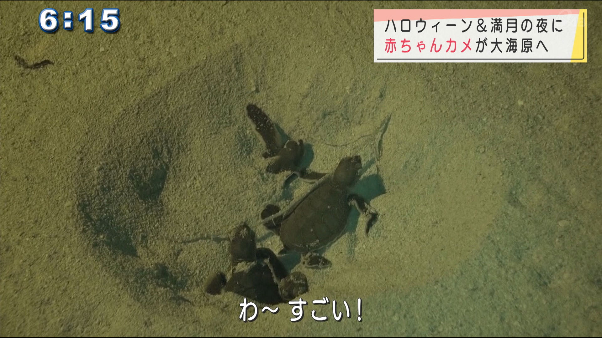 満月の夜 アカウミガメのふ化