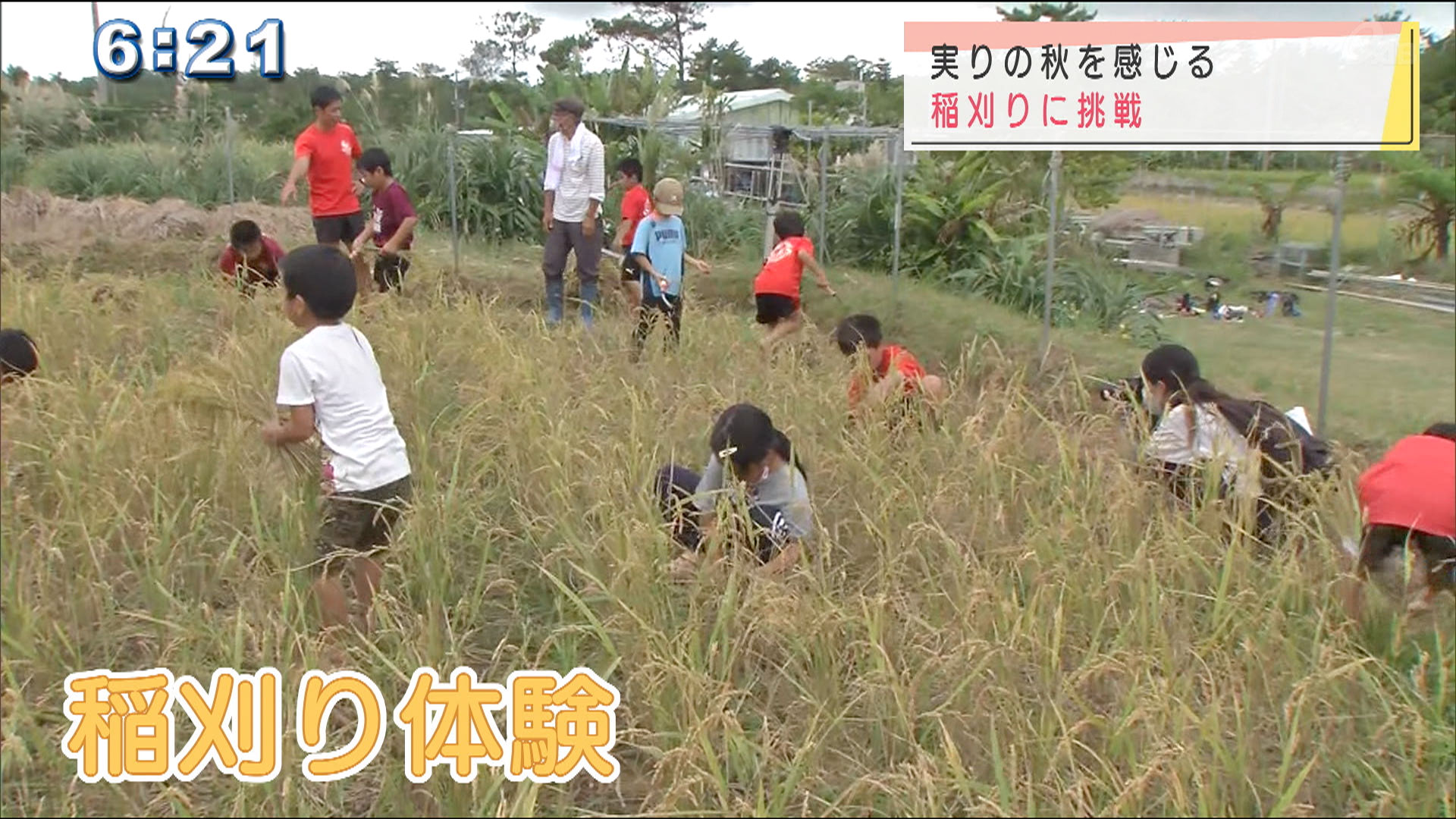 子どもたちが稲刈り体験