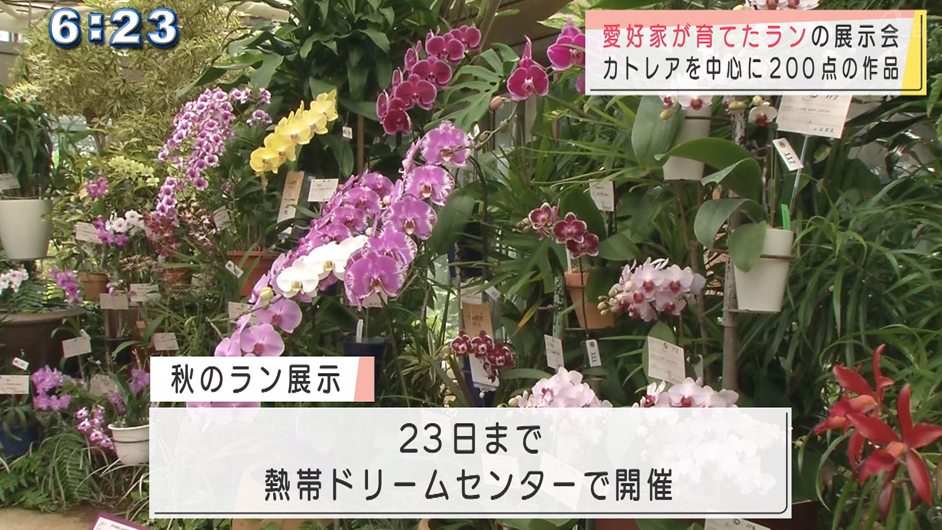 県内の愛好家が育てたランの展示会