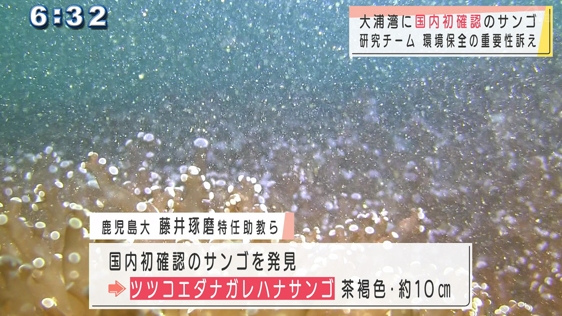 大浦湾で国内初確認「ツツコエダナガレハナサンゴ」