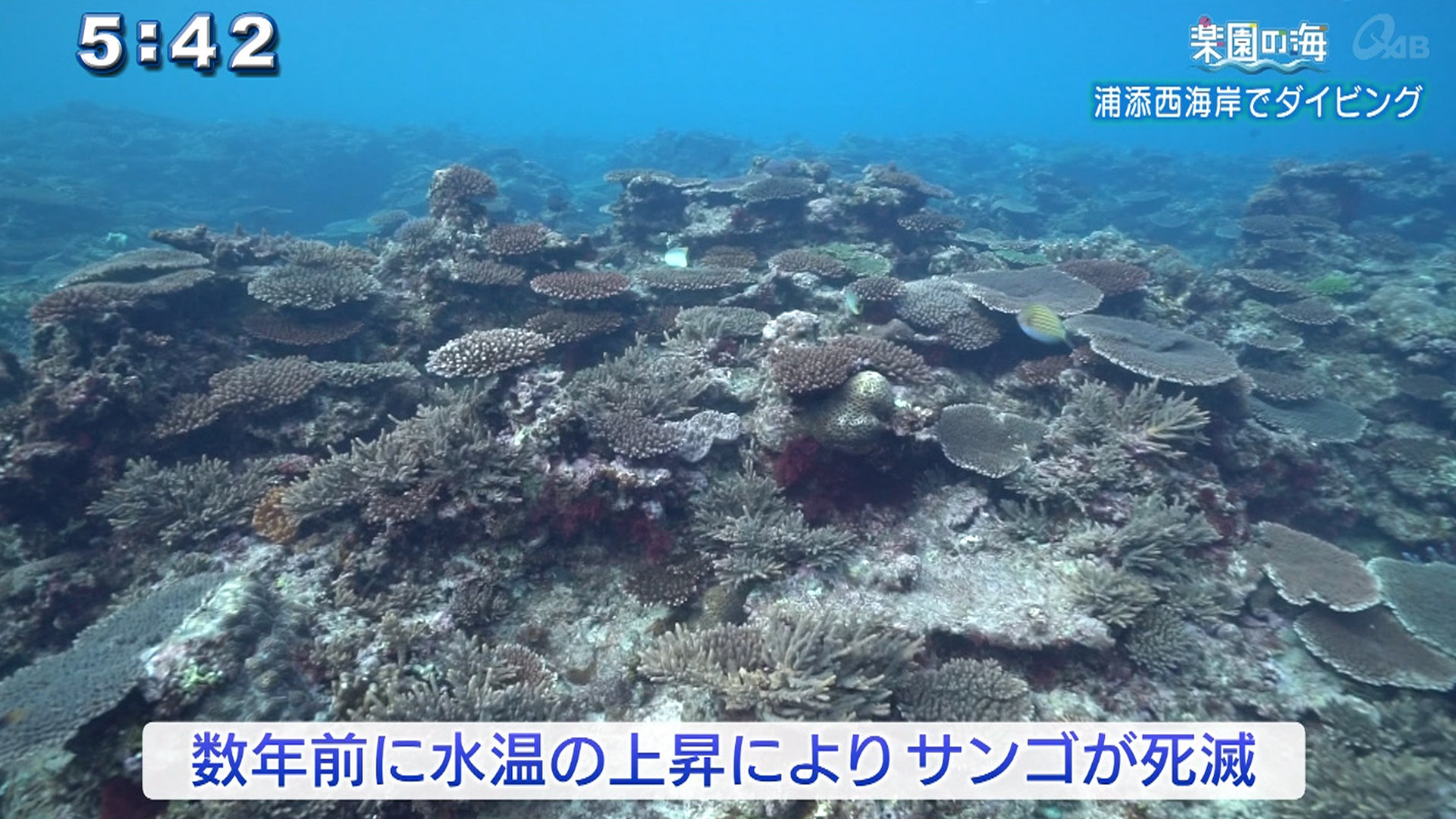 楽園の海 浦添西海岸でダイビング