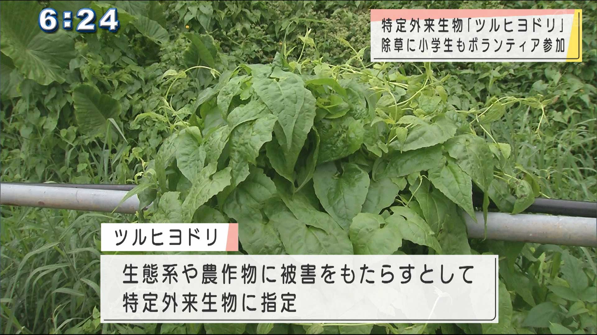 特定外来生物ツルヒヨドリの除草ボランティア