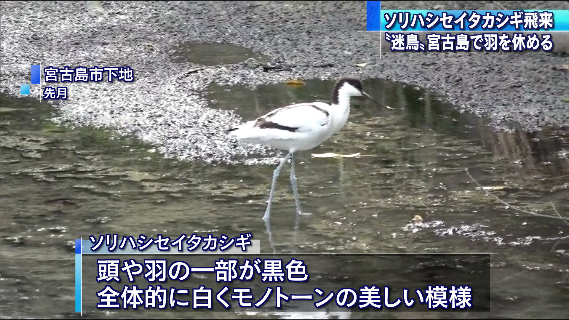 宮古島でソリハシセイタカシギが羽休め