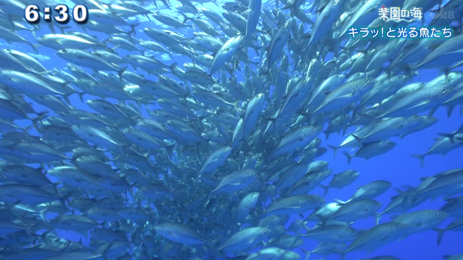 楽園の海 キラッ！と光る魚たち