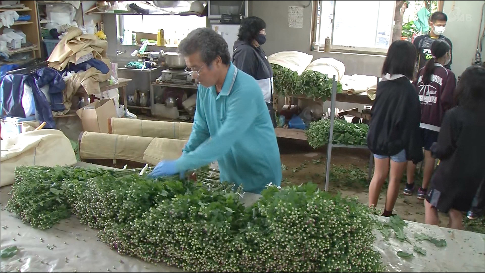 今帰仁村　児童がキクの出荷作業を見学