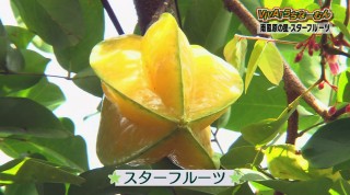 VIVA!うちなーむん 南風原の「星の果物」