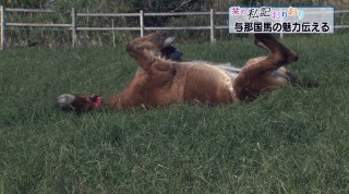 栞の私記おりおり 与那国馬の魅力伝える