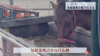 栞の私記おりおり 与那国馬の魅力伝える