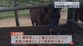 栞の私記おりおり 与那国馬の魅力伝える