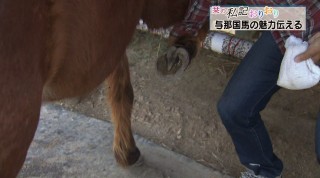 栞の私記おりおり 与那国馬の魅力伝える