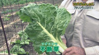 VIVA!うちなーむん 注目の伝統野菜～フダンソウ～