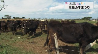 栞の私記おりおり 綱引きも復活！黒島の牛まつり