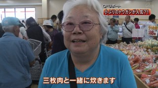 Q+リポート　小ぶりのトウガンが人気？！