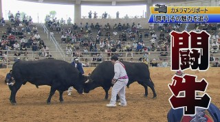 カメラマンリポート 迫力！闘牛の魅力を追う