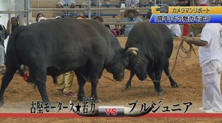 カメラマンリポート 迫力！闘牛の魅力を追う