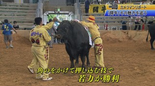 カメラマンリポート 迫力！闘牛の魅力を追う