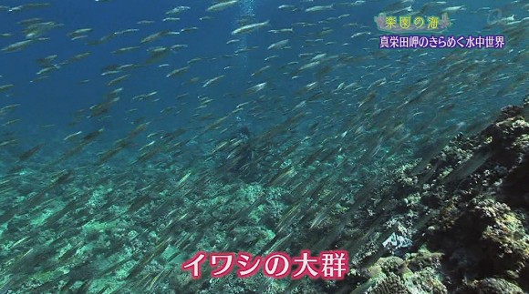 楽園の海 真栄田岬 海の魅力をご案内